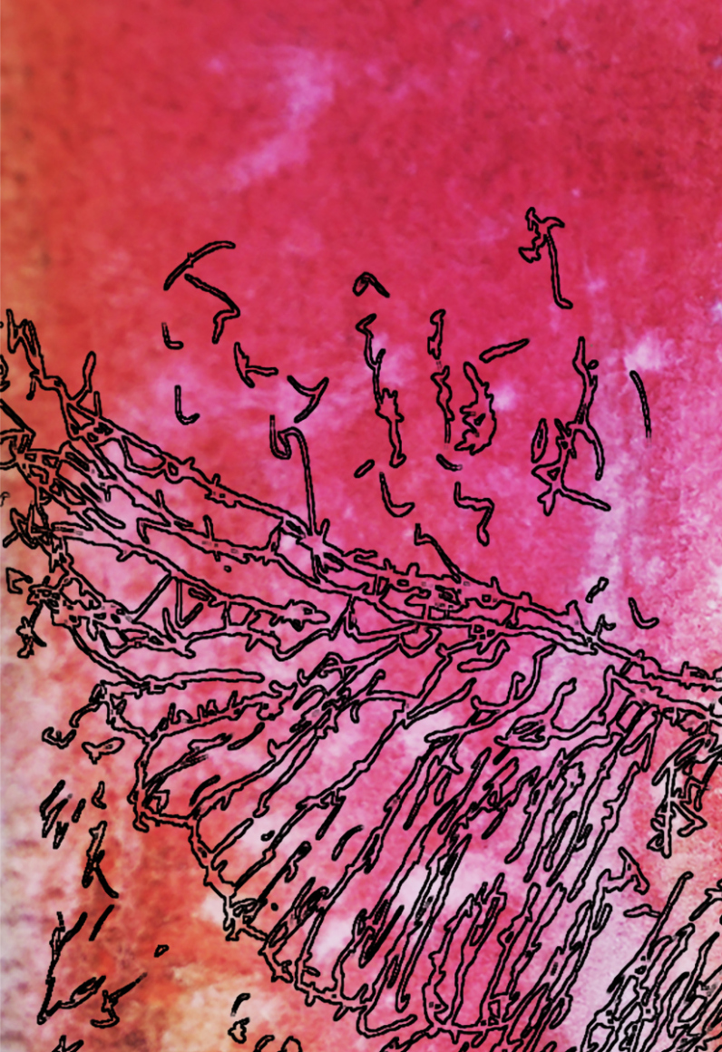 barbed-Wire-Bird-11-2