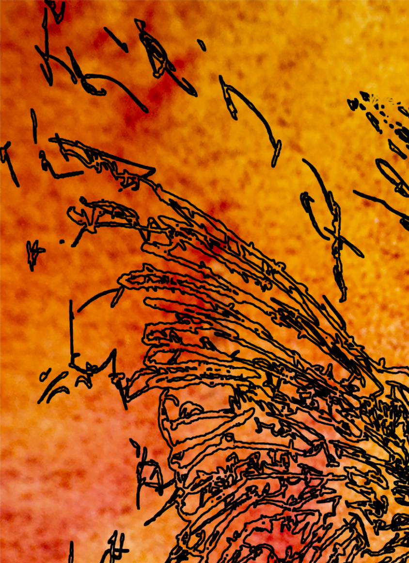 barbed-Wire-Bird-16-2